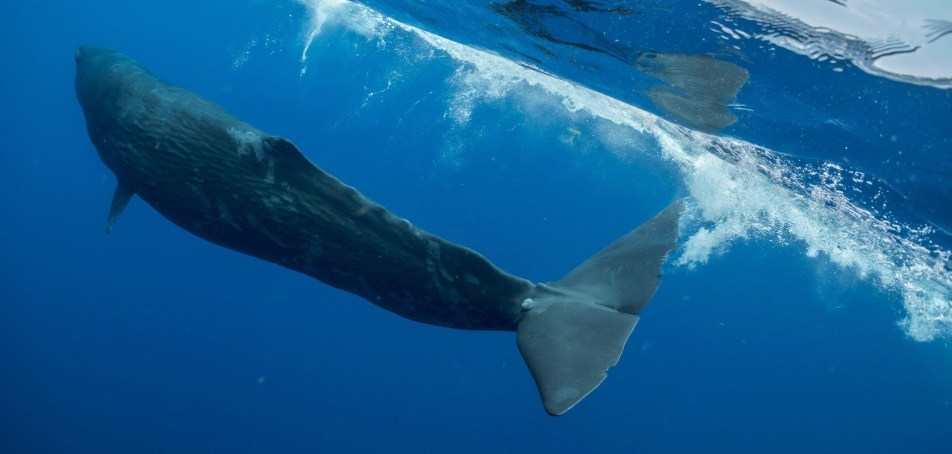 被塑膠繩索纏身三年的鯨魚寶寶，能順利長大嗎？