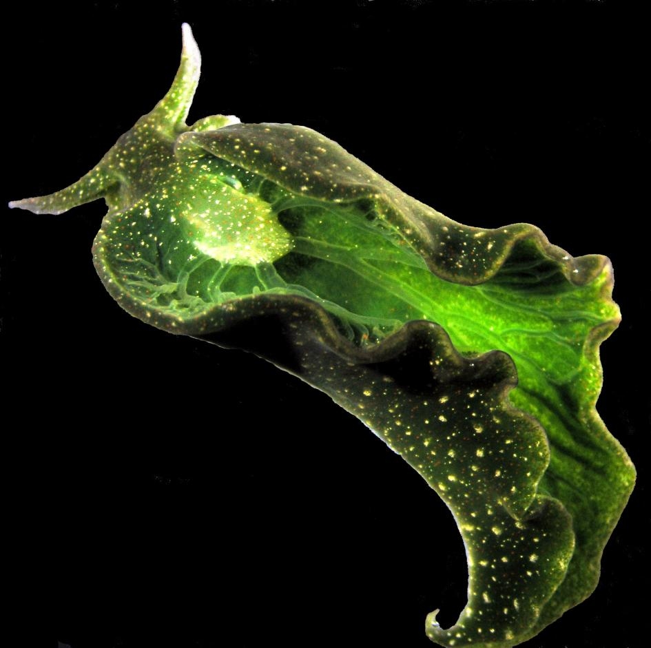 海蛞蝓身藏特異功能，但科學家卻找不到牠們……