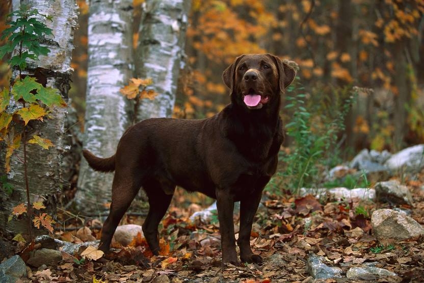 育種家從基因庫裡取了一瓢，創造出巧克力色拉布拉多獵犬──卻也引入了健康問題。PHOTOGRAPH BY MARK RAYCROFT, MINDEN PICTURES/NAT GEO IMAGE COLLECTION