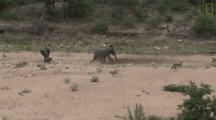 母象從野犬群中救出小象