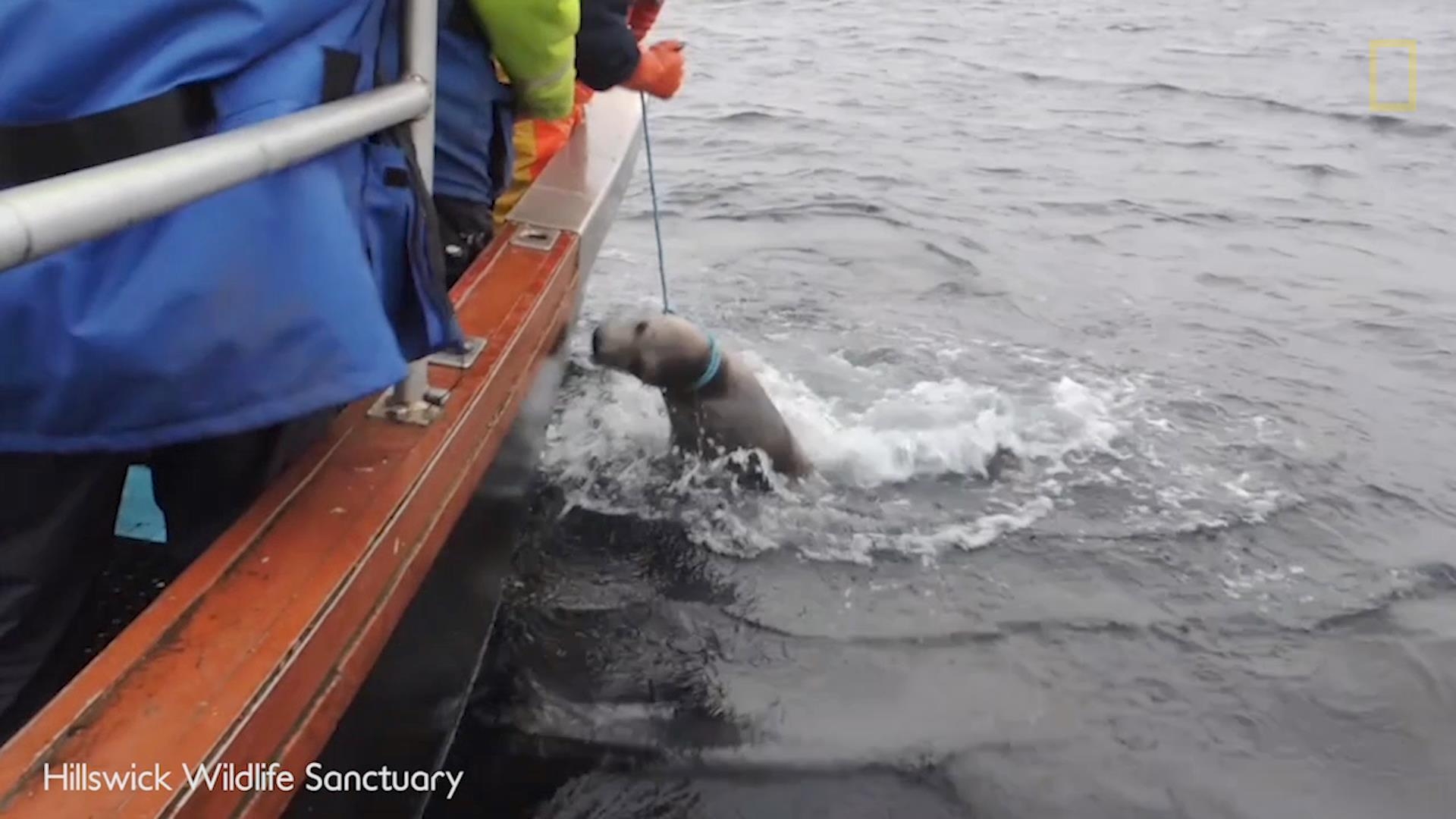 看救援人員拯救被釣魚線纏住的海豹