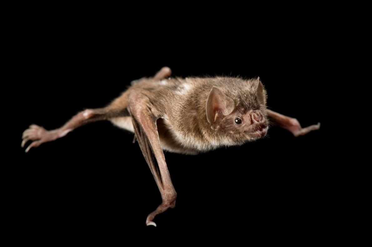 玻利維亞的市場裡，有多達20種蝙蝠，包括像這隻一樣的吸血蝙蝠，會被塞在鞋盒裡待價而沽。PHOTOGRAPH BY JOEL SARTORE, NATIONAL GEOGRAPHIC PHOTO ARK