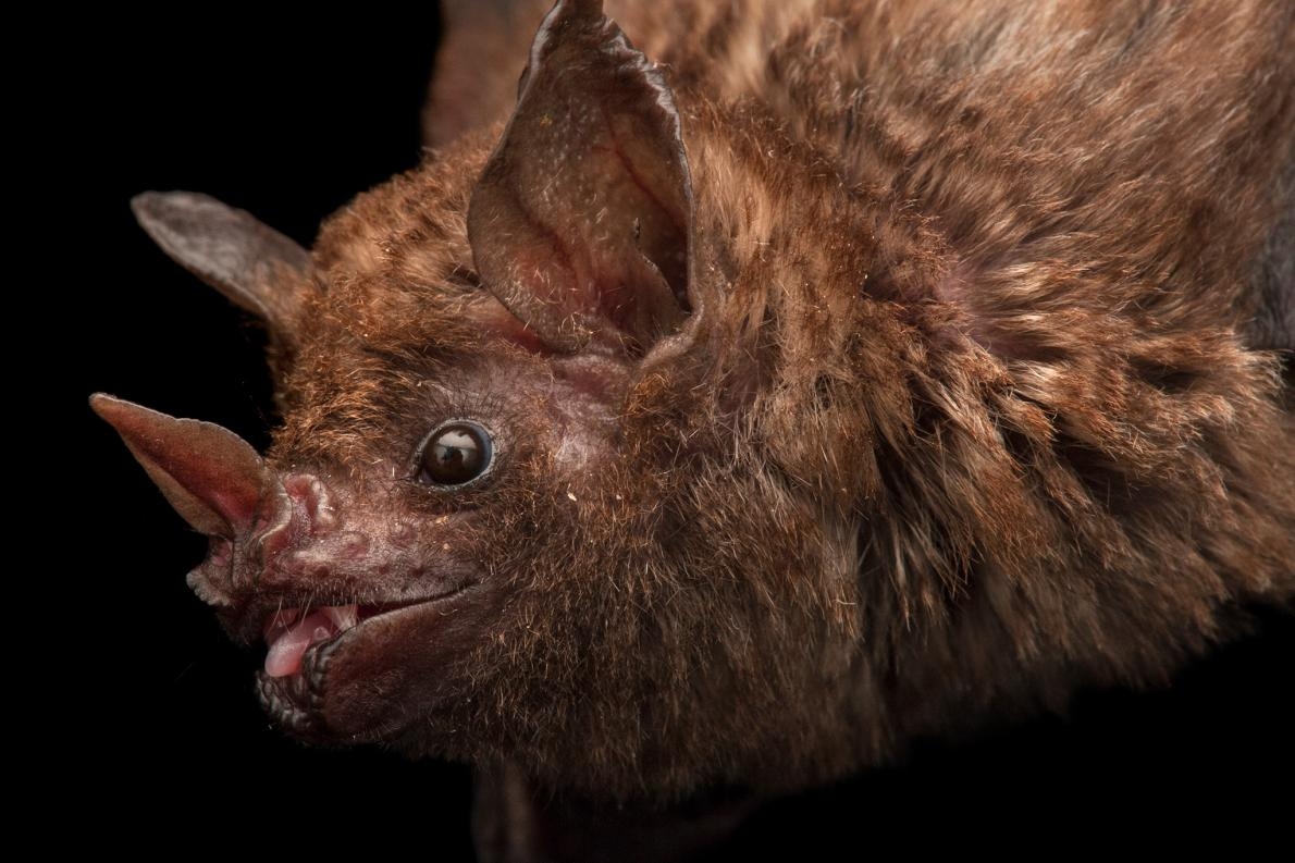 像這隻林奈短尾葉鼻蝠（Seba’s short-tailed fruit bat）之類的蝙蝠，在玻利維亞面對多種威脅，包括人類對蝙蝠血的需求，因為有人相信蝙蝠血具有療癒力量。PHOTOGRAPH BY JOEL SARTORE, NATIONAL GEOGRAPHIC PHOTO ARK
