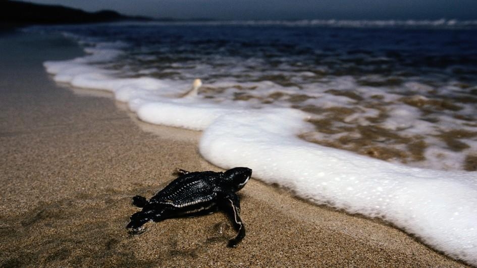 【動物好朋友】棱皮龜(Leatherback sea turtle)