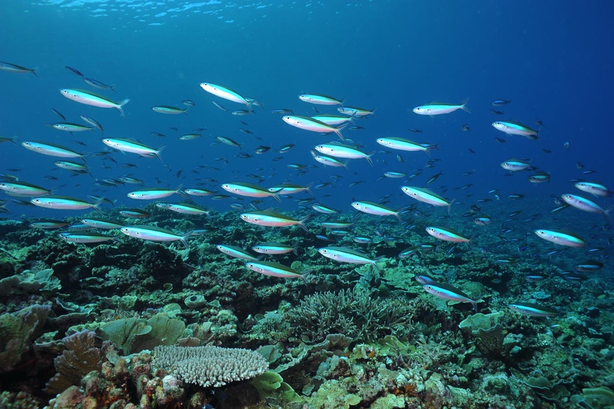 南沙太平島　珊瑚礁生態陷危機