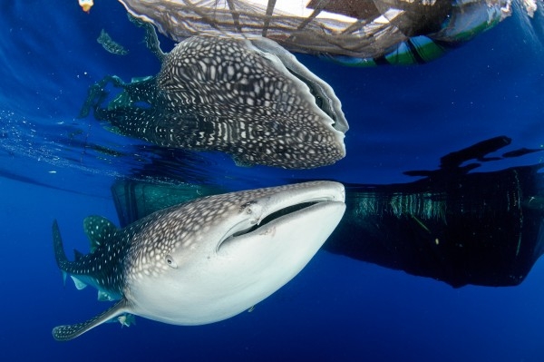 手機簡訊拯救了遭困的鯨鯊