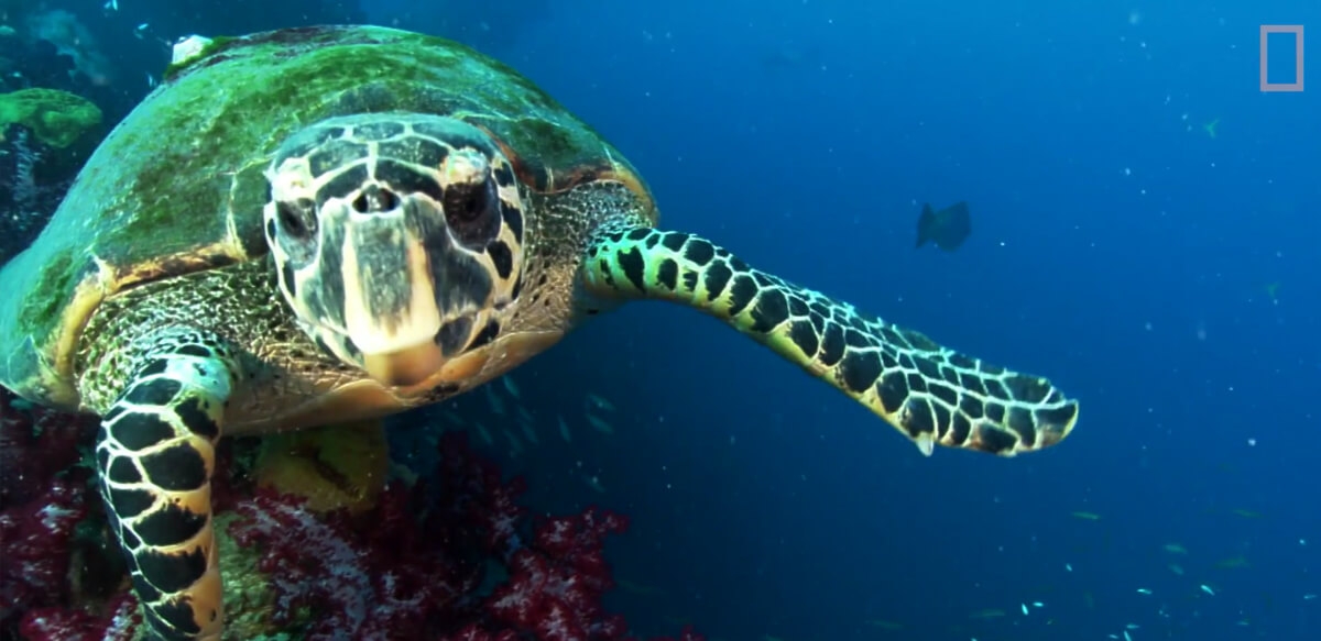 獨家影片：首次發現「發光」海龜