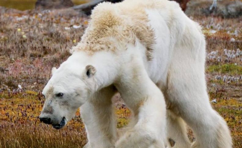 「對於眼中所見，我毫無準備」飢餓北極熊照片的省思