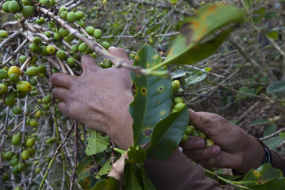 真菌與氣候變遷對全球咖啡供給的威脅