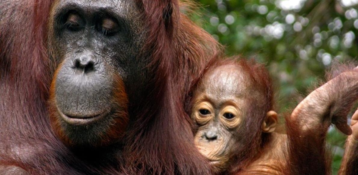 新發現：紅毛猩猩竟然到了這年紀還喝奶？