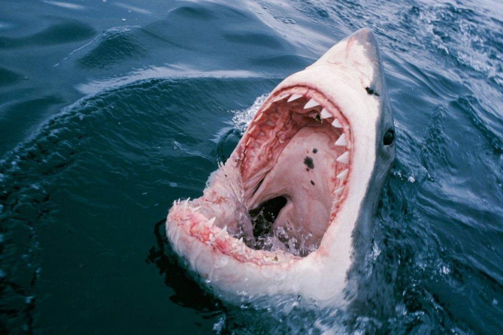 自1950年以來，鯊魚攻擊的危險率已明顯減少