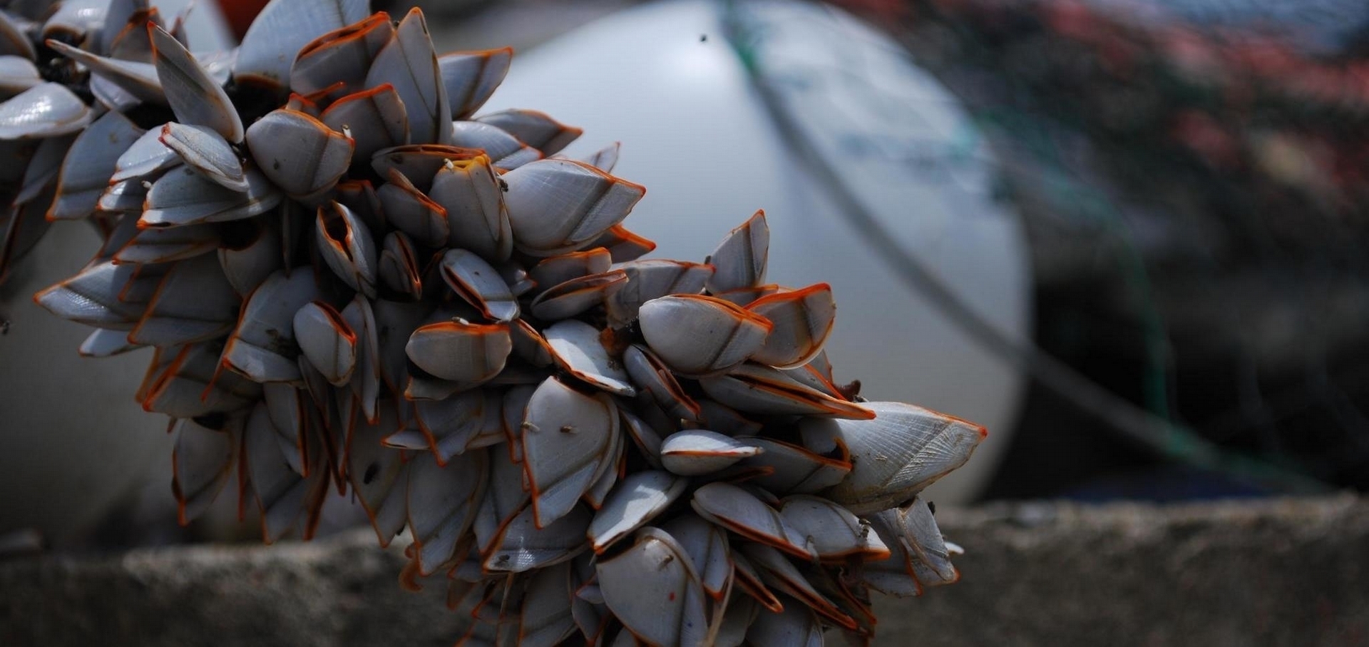 海洋塑膠垃圾新威脅：入侵物種的歡樂郵輪？