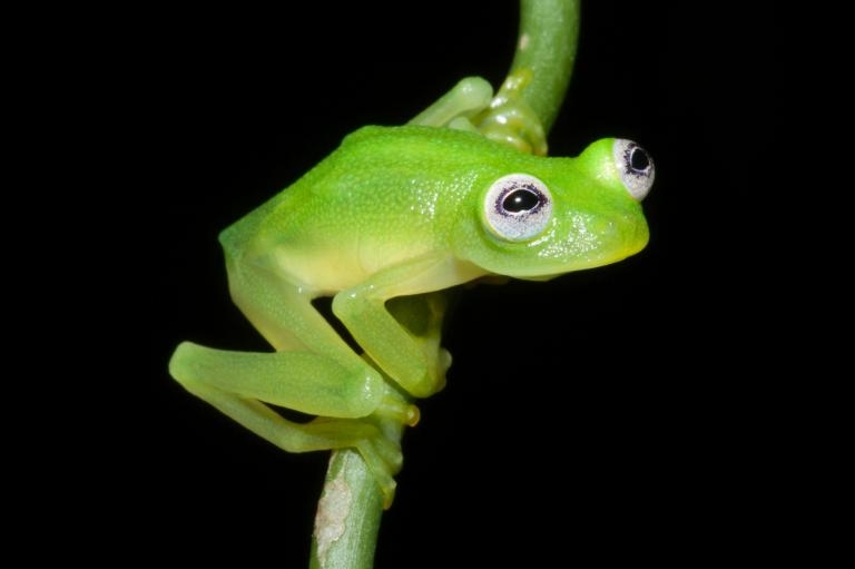 真 蛙 版科米蛙就在哥斯大黎加 國家地理雜誌中文網