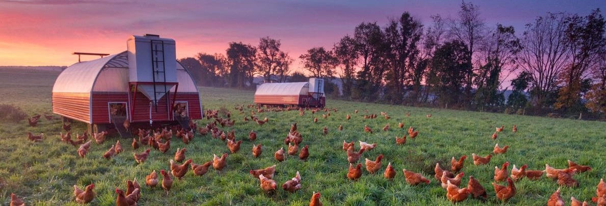危「雞」四伏：你吃的雞肉有抗生素嗎？