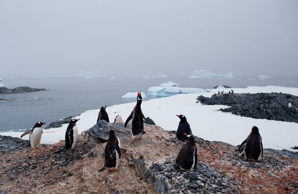南極氣溫可能已創歷史新高