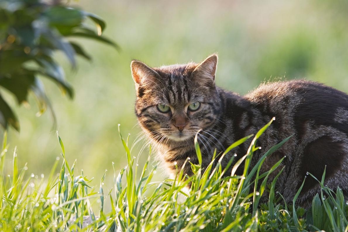 貓或許看起來很可愛，但根據新研究顯示，牠們的殺手本能可能使爬行動物的整體數量逐漸下降。PHOTOGRAPH BY KONRAD WOTHE, MINDEN PICTURES/NATIONAL GEOGRAPHIC CREATIVE