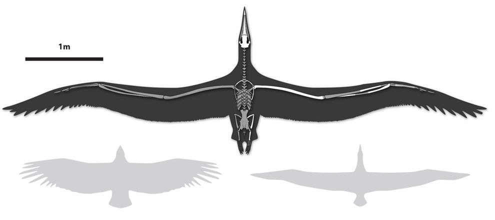 最大的飛行海鳥有多大？
