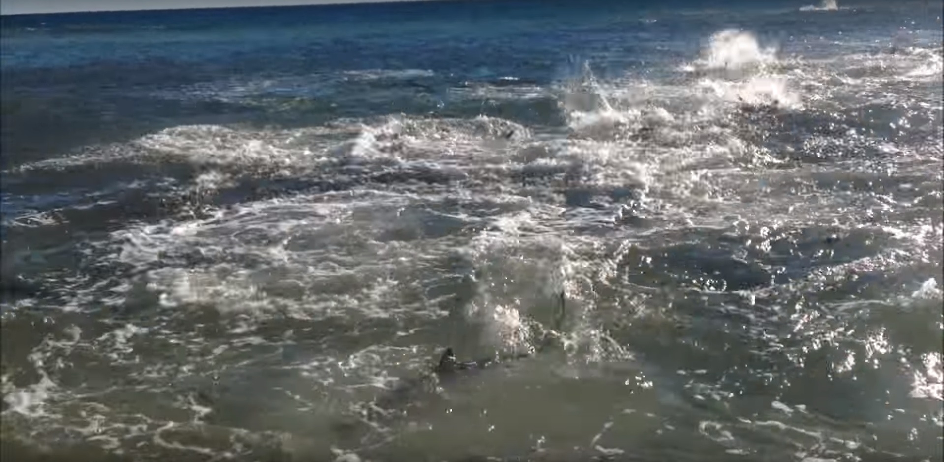 相機拍到弗羅里達州的鯊魚瘋狂覓食