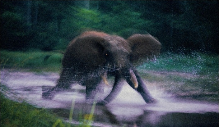 令人驚豔的野生動物照片