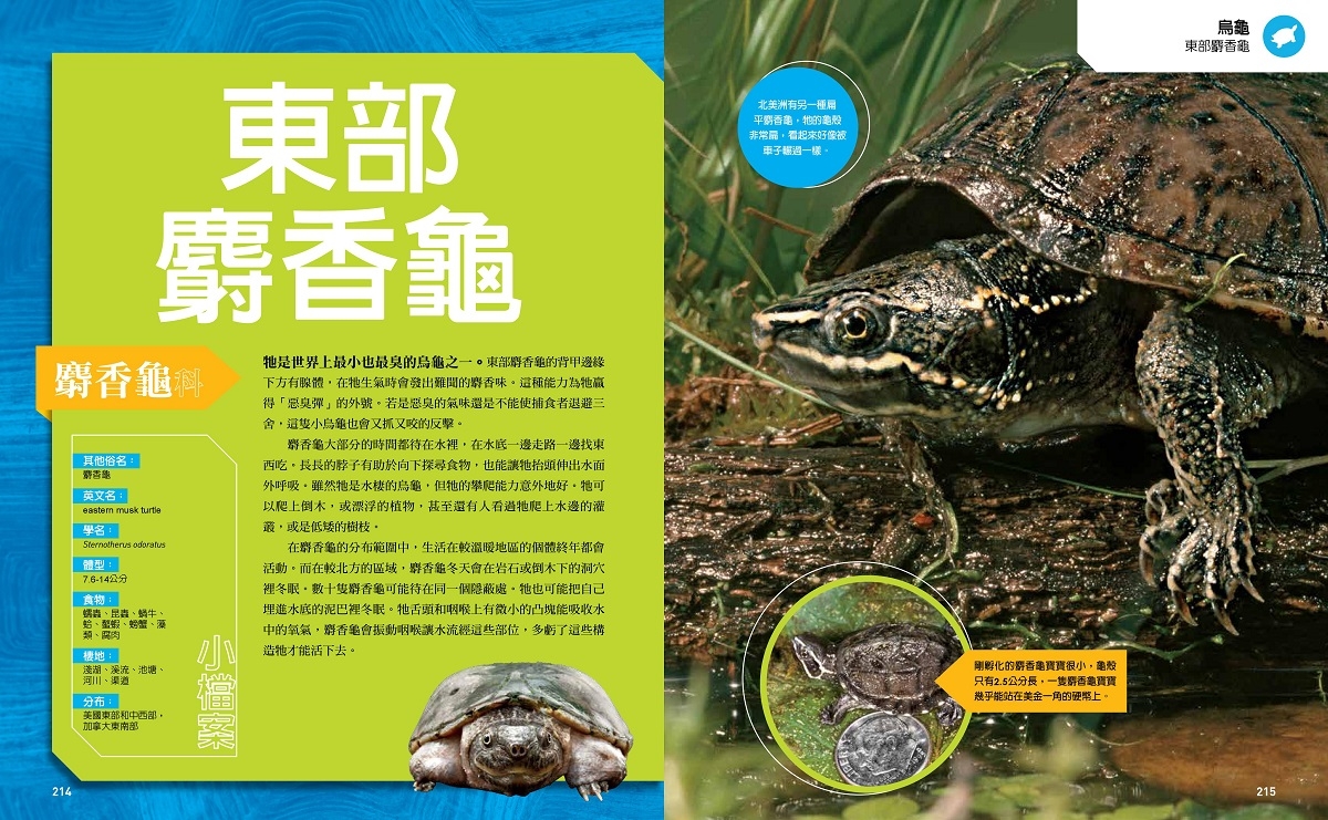 終極爬蟲百科：東部麝香龜