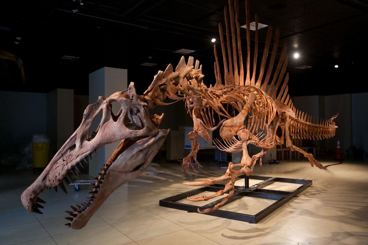 真實大小的埃及棘龍（<i>Spinosaurus aegyptiacus</i>）骨骸模型，牠是目前發現最大的肉食恐龍。PHOTOGRAPH BY REBECCA HALE