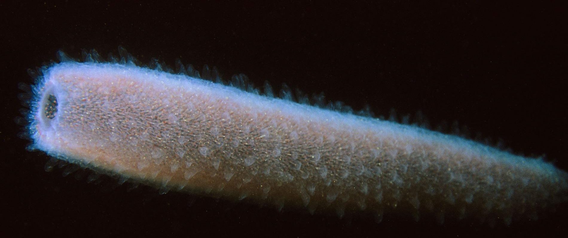 神祕海中生物為何大量繁殖？科學家跟你一樣搞不懂