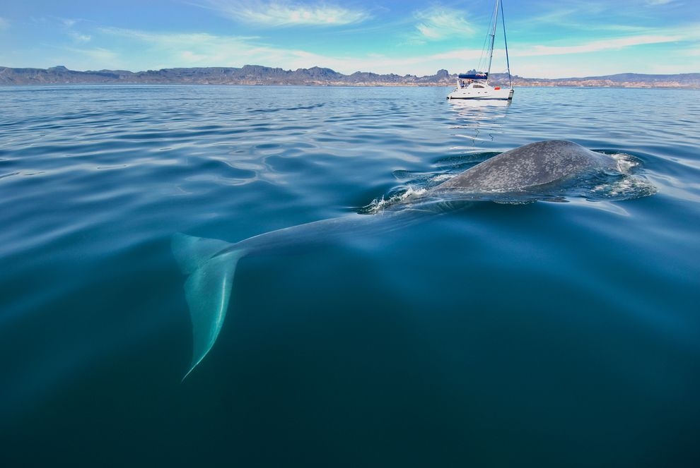 進入航道的藍鯨正飽受船襲威脅- 國家地理雜誌中文網