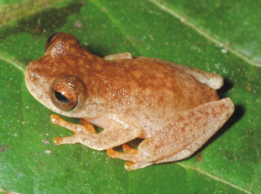 亞馬遜雨林發現新種「蝙蝠蛙」