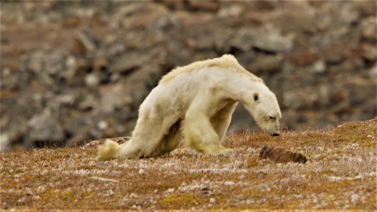 飢餓北極熊影片的問與答