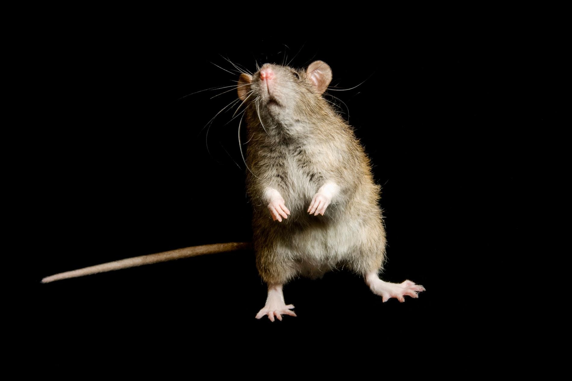 喬治米克施薩頓鳥類研究中心（George M. Sutton Avian Research Center）裡的一隻家鼠（Rattus rattus）。PHOTOGRAPH BY JOEL SARTORE, NATIONAL GEOGRAPHIC PHOTO ARK