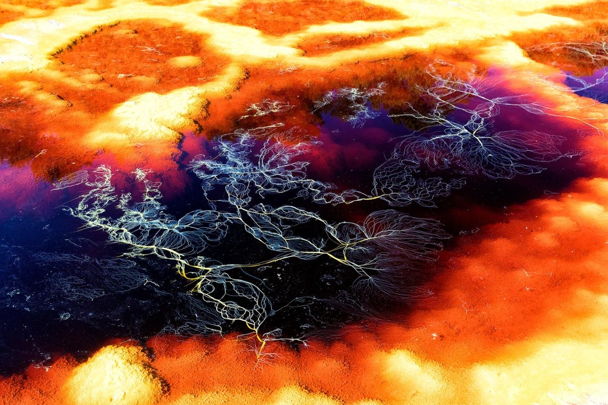 科學家在地底發現藍綠菌，為何和尋找火星生命有關？