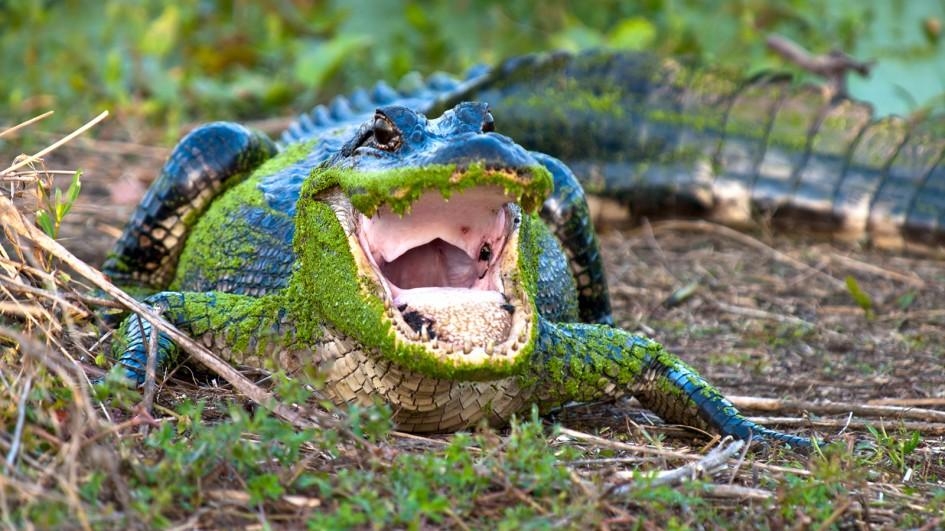 【動物好朋友】美國短吻鱷(American alligator)