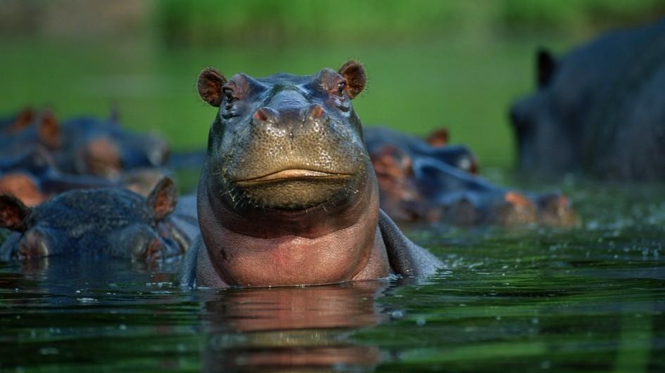 動物好朋友】河馬(Hippopotamus) - 國家地理雜誌中文網