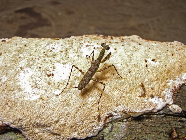 發現19種螳螂新物種