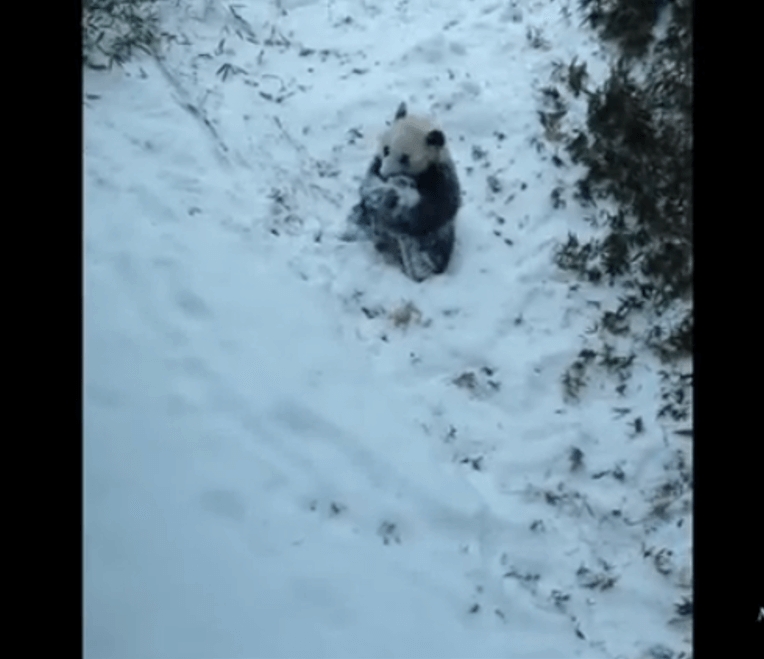 大貓熊玩雪影片風靡網路：動物園如何為天氣變化做準備？
