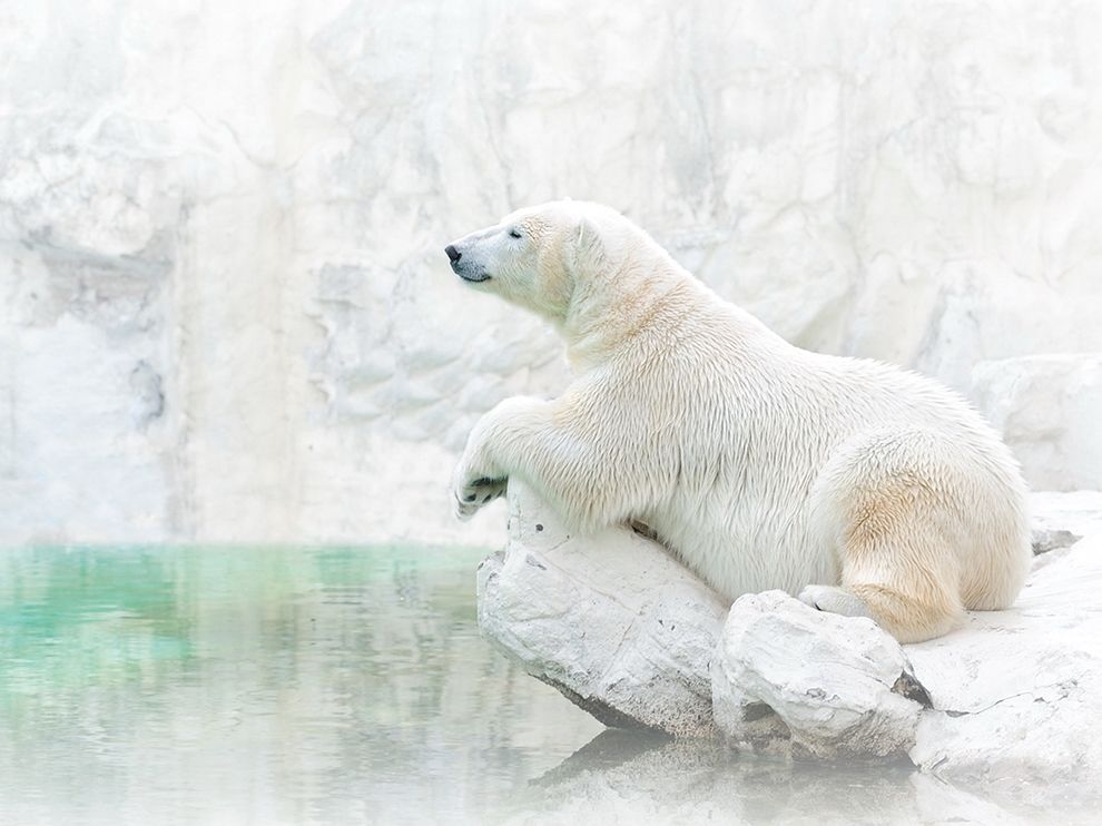 雪白世界：北極熊