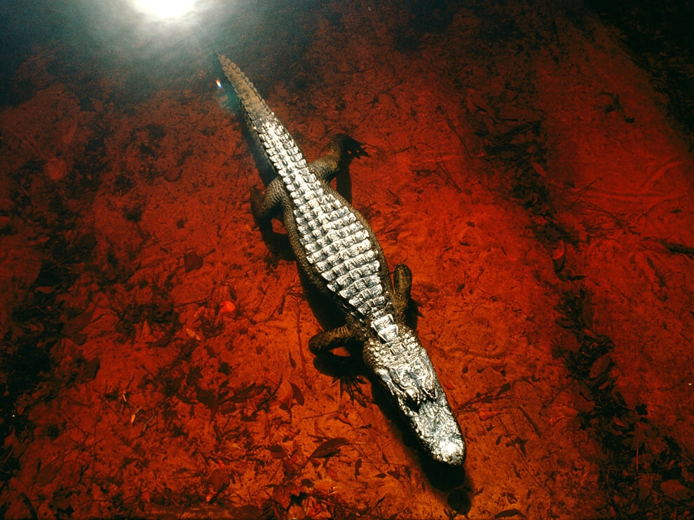 奧克芬諾奇沼澤：短吻鱷