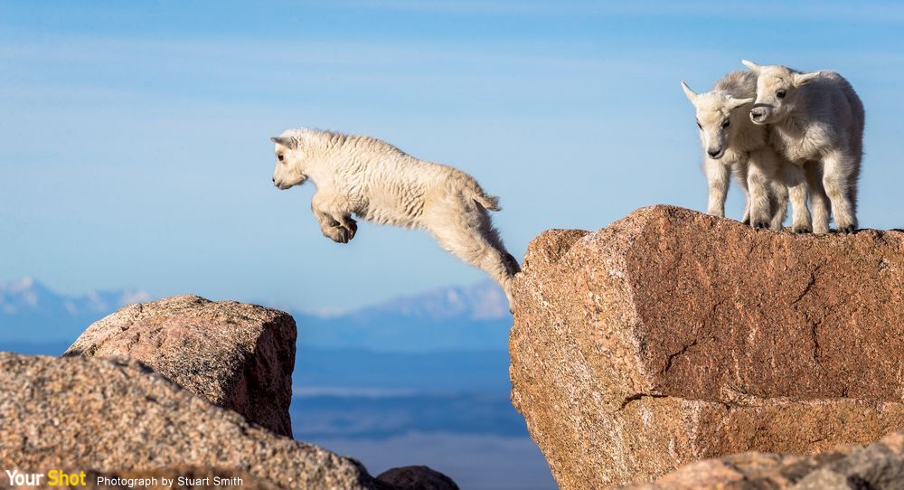 艾凡士峰上的小山羊跳躍練習