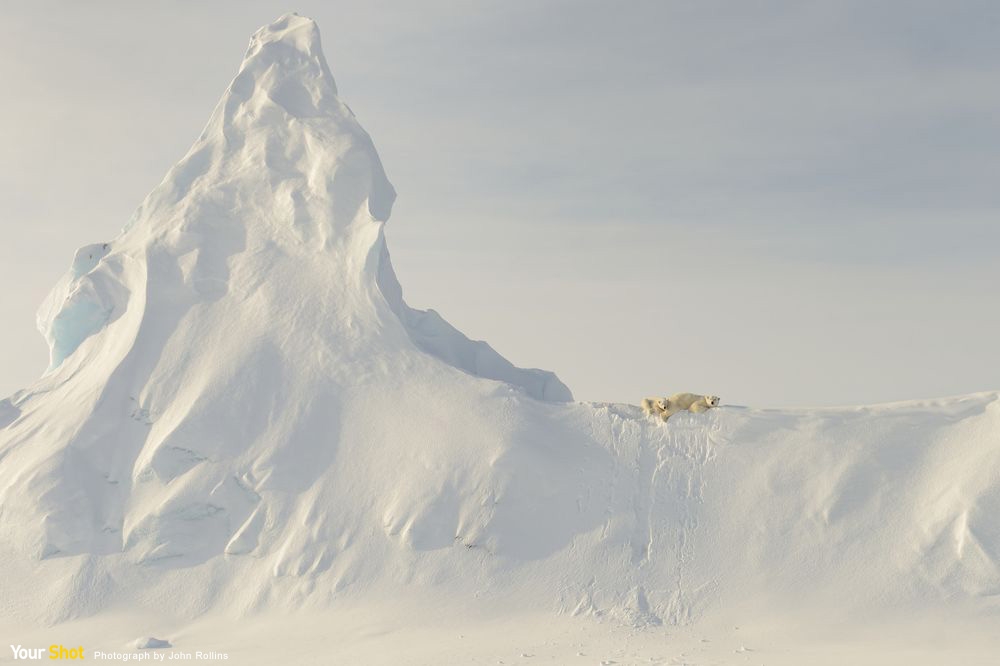 冰山上的北極熊