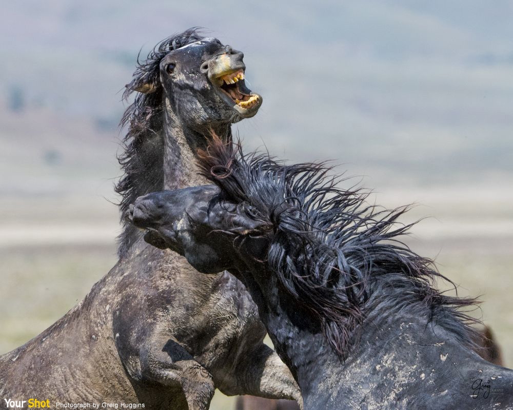 猶他州西部沙漠，打鬥中的野馬﻿