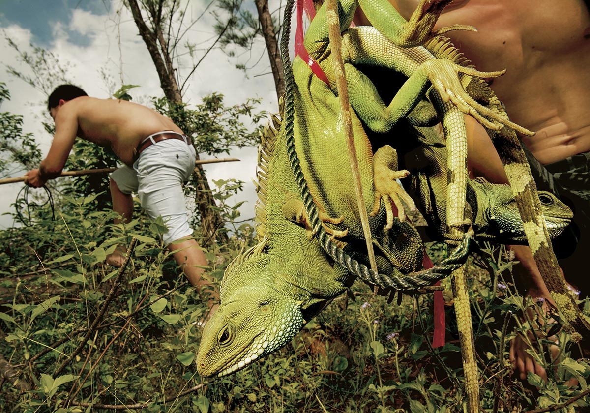 影像藝廊：追蹤東南亞兩棲爬蟲走私貿易