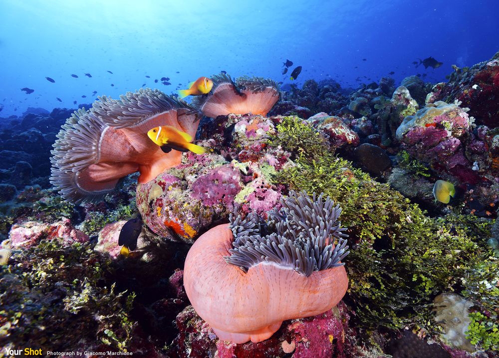 粉紅礁
