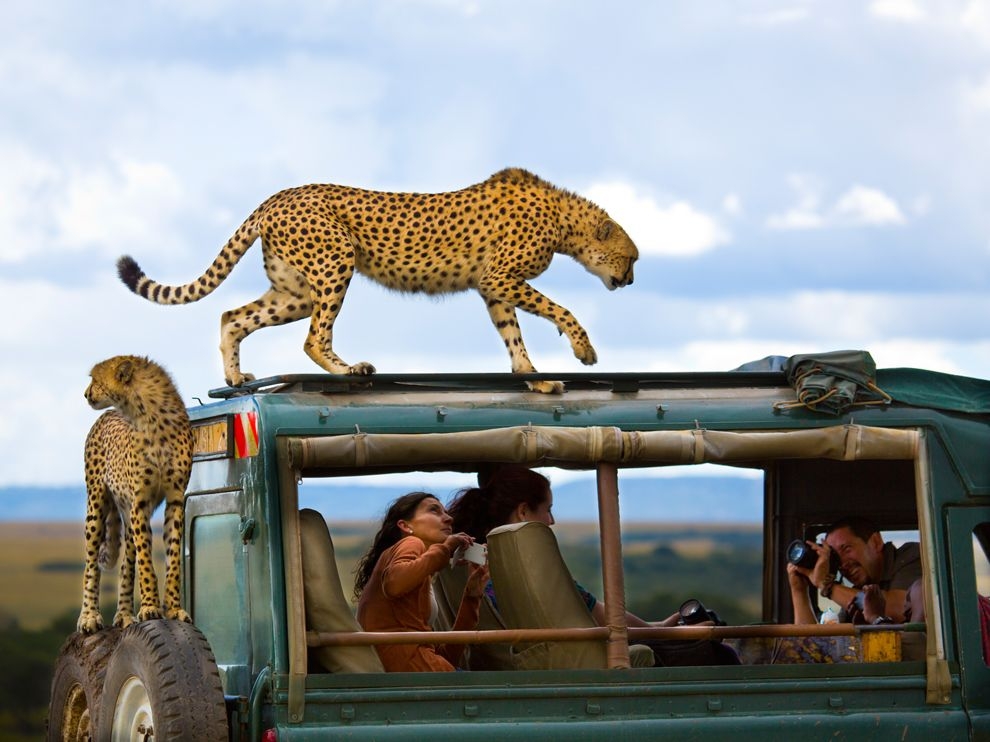 肯亞：獵豹與遊客