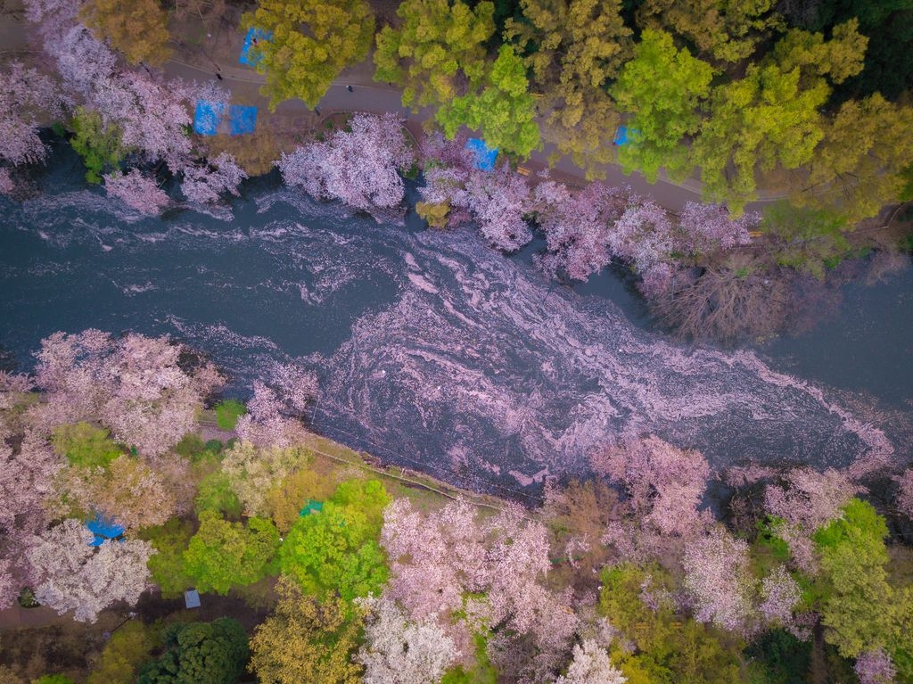粉紅溪流