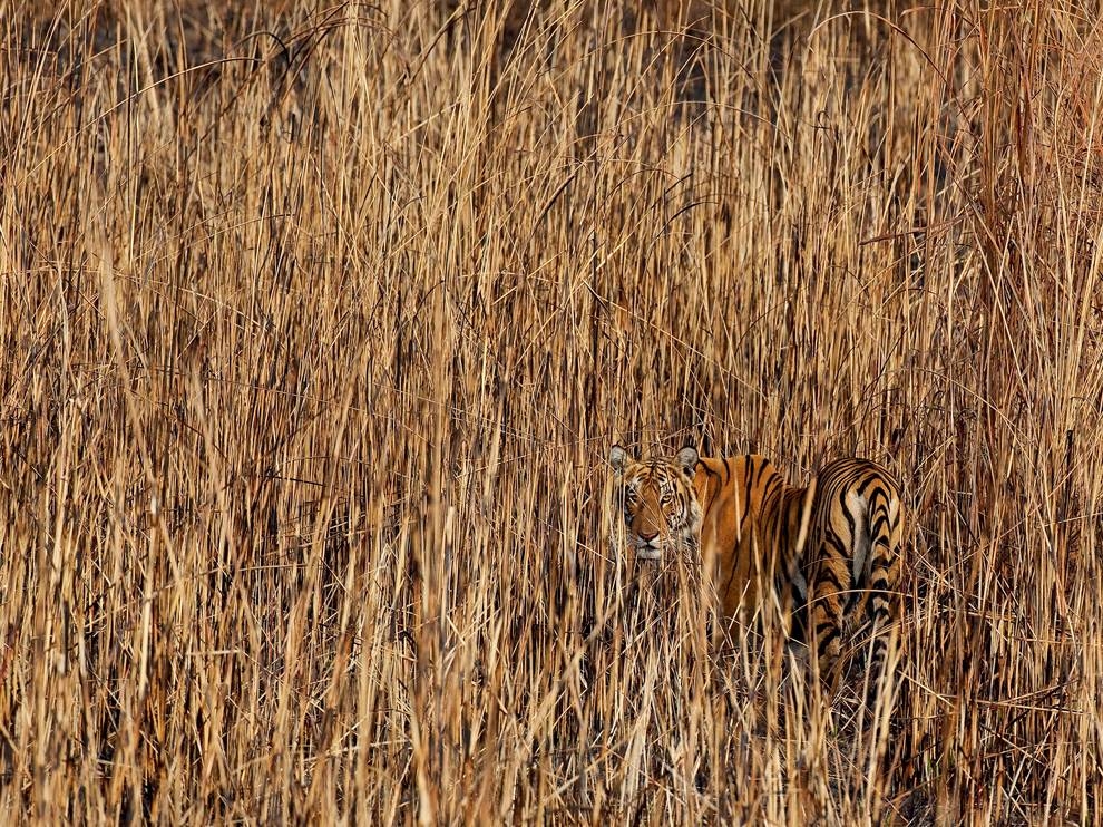 老虎，在印度的河谷