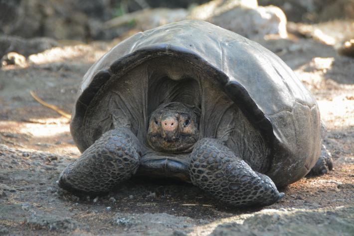 這隻雌龜估計已經有100歲了。象龜可以活到200歲，所以牠很有希望能協助這個物種復元。PHOTOGRAPH COURTESY GALAPAGOS NATIONAL PARK DIRECTORATE