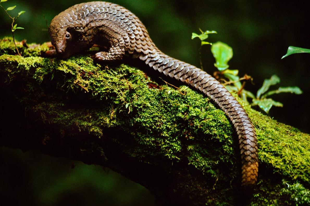 如同這隻在剛果民主共和國的長尾穿山甲（Phataginus tetradactyla）一般，穿山甲是唯一已隻具有鱗片的哺乳類。PHOTOGRAPH BY FRANS LANTING, NAT GEO IMAGE COLLECTION