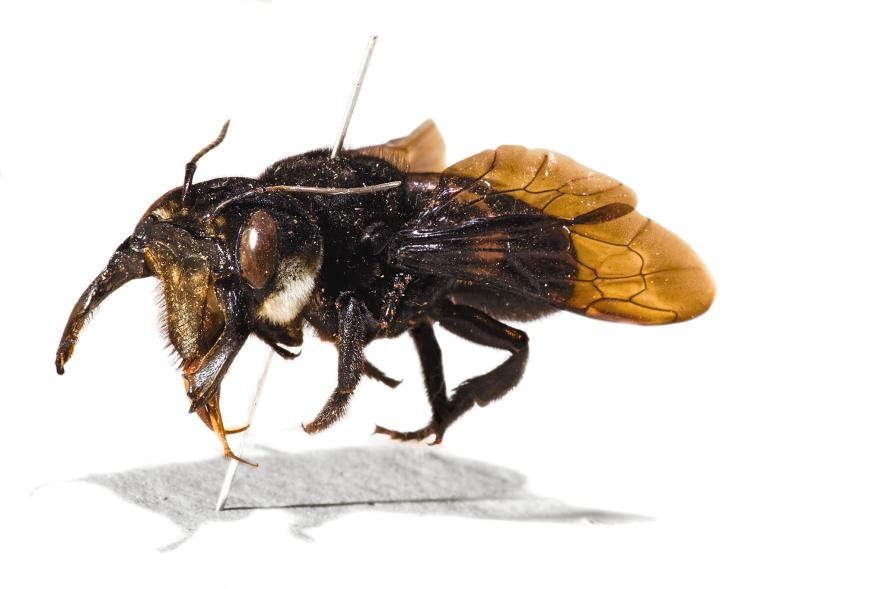 阿爾弗雷德．羅素．華萊士採集的華萊士巨蜂原始標本。PHOTOGRAPH BY ROBERT CLARK, NAT GEO IMAGE COLLECTION