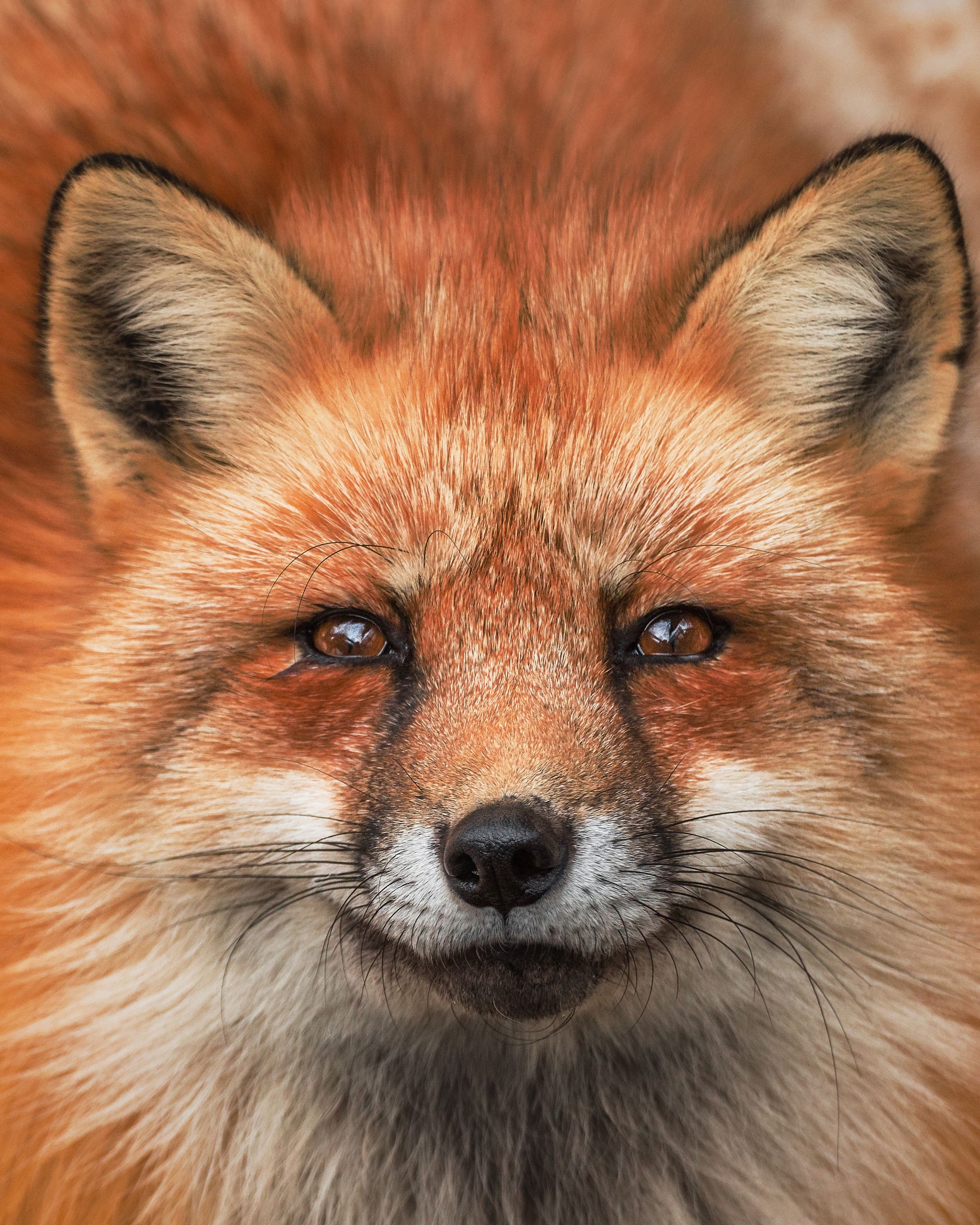這隻住在藏王狐狸村裡的赤狐樣子非常帥氣。藏王狐狸村是位於日本仙台市的野生狐狸保護地。