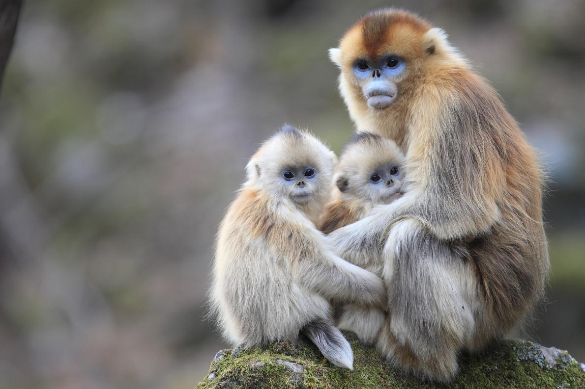 新研究發現，在中國秦嶺山出沒的川金絲猴會照顧其他猴子的小孩。 PHOTOGRAPH BY CYRIL RUOSO, MINDEN PICTURES